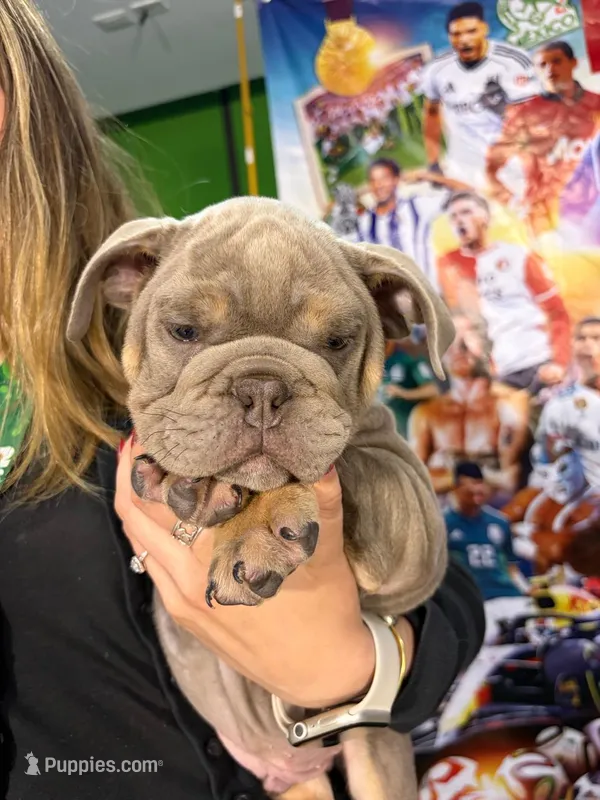 Diesel – English Bulldog puppy for sale in Mcallen, TX