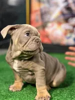 Diesel, a male English Bulldog for sale in Mcallen, TX – 2 of 2