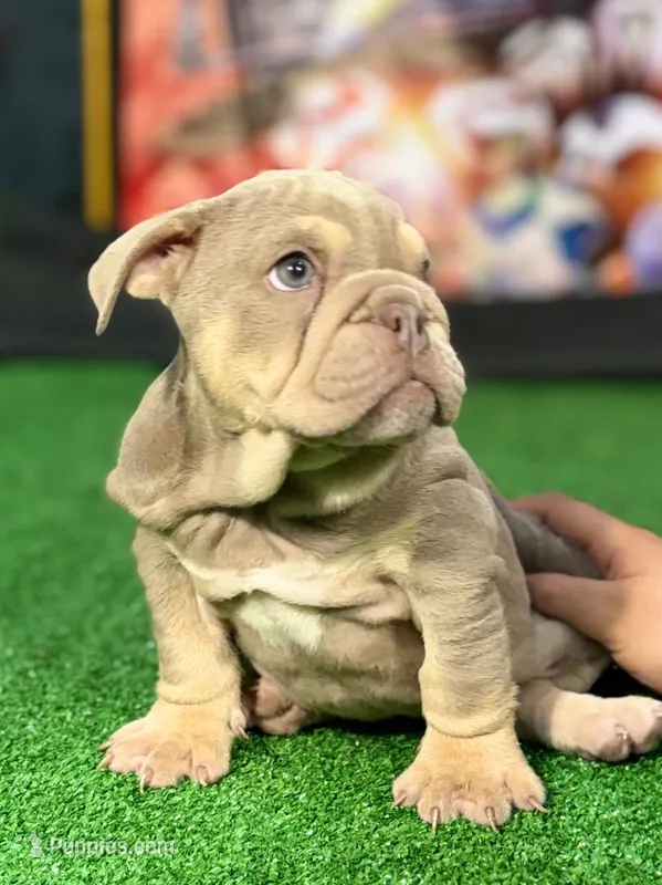 Star – English Bulldog puppy for sale in Mcallen, TX