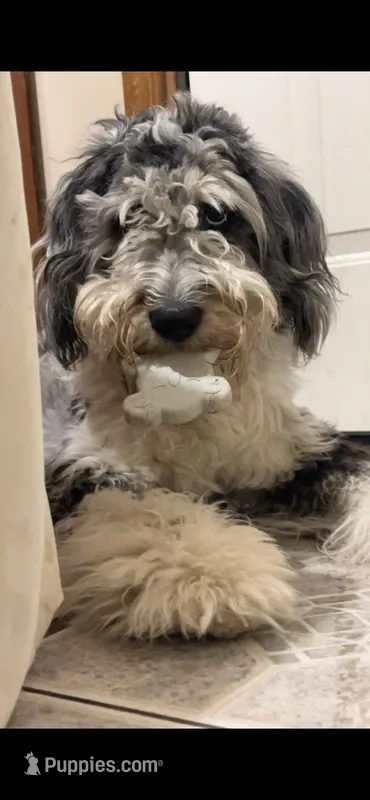 Sage – Aussiedoodle puppy for sale in Elkland, MO