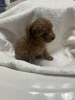 Sophie, a female Poodle - Toy  for sale in Brownsville, KY – 4 of 7