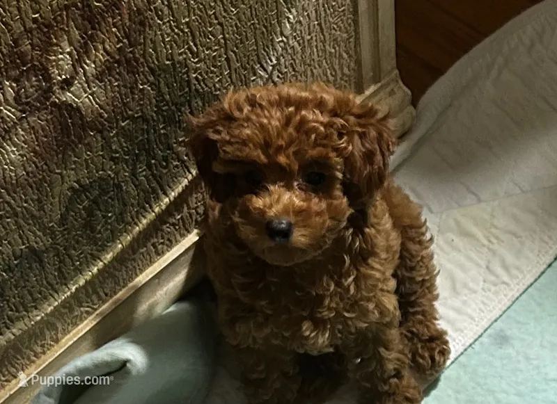 Chappell – Poodle - Toy  puppy for sale in Brownsville, KY