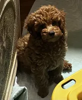 Chappell, a female Poodle - Toy  for sale in Brownsville, KY – 2 of 6
