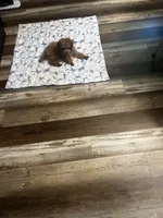 Penny, a female Poodle - Toy  for sale in Brownsville, KY – 2 of 2