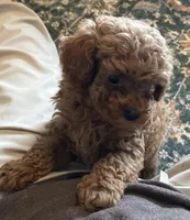 Tessa, a female Poodle - Toy  for sale in Brownsville, KY – Photo 4 of 10