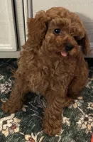 Tessa, a female Poodle - Toy  for sale in Brownsville, KY – Photo 3 of 10