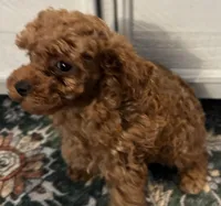 Tessa, a female Poodle - Toy  for sale in Brownsville, KY – Photo 6 of 10