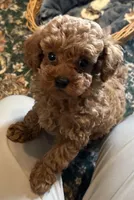 Tessa, a female Poodle - Toy  for sale in Brownsville, KY – Photo 5 of 10