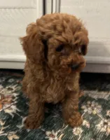 Tessa, a female Poodle - Toy  for sale in Brownsville, KY – Photo 9 of 10