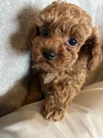 Tessa, a female Poodle - Toy  for sale in Brownsville, KY – Photo 10 of 10