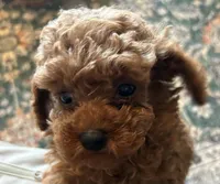 Tessa, a female Poodle - Toy  for sale in Brownsville, KY – Photo 8 of 10