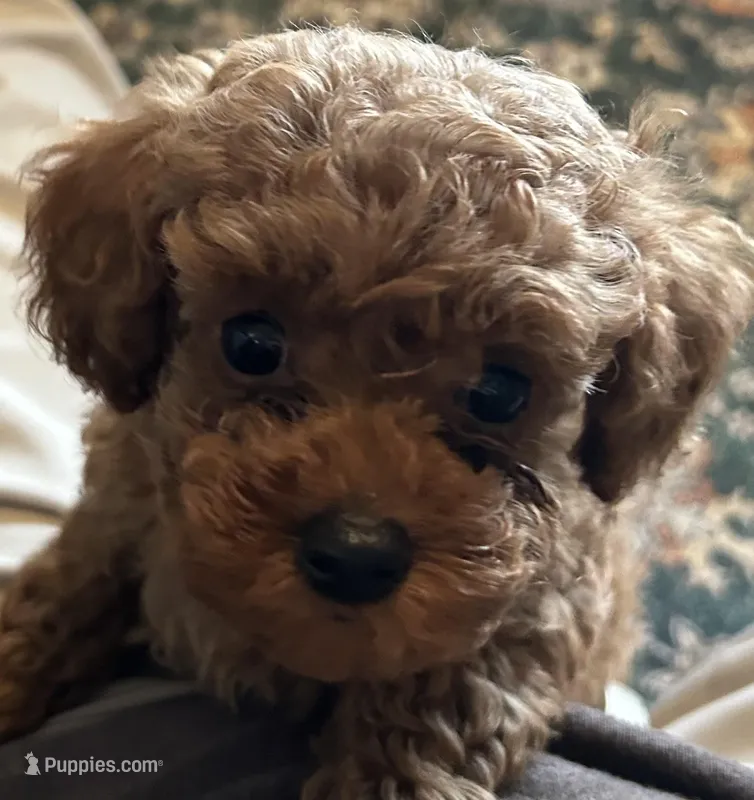 Tessa, a female Poodle - Toy  for sale in Brownsville, KY – Photo 1 of 10