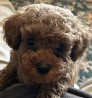 Tessa, a female Poodle - Toy  for sale in Brownsville, KY – Photo 1 of 10