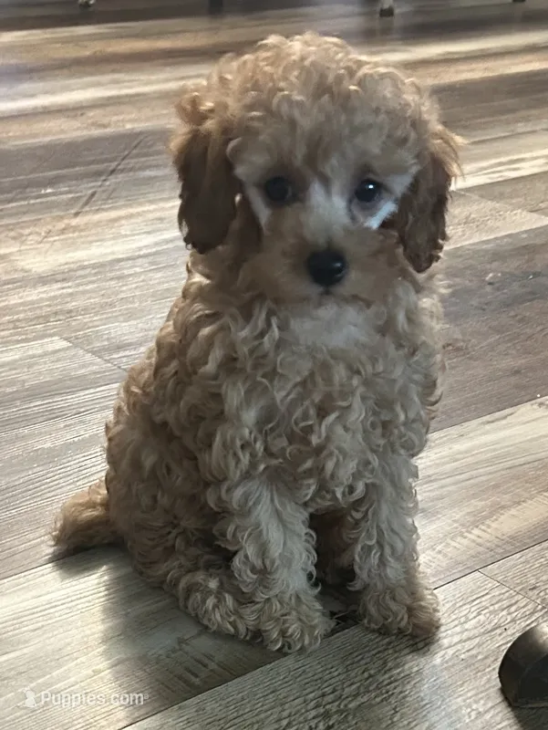 Candy – Poodle - Toy  puppy for sale in Brownsville, KY