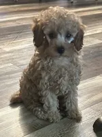 Candy, a female Poodle - Toy  for sale in Brownsville, KY – 1 of 2