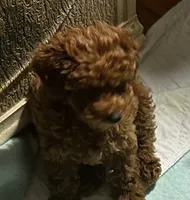 Chappell, a female Poodle - Toy  for sale in Brownsville, KY – 4 of 6