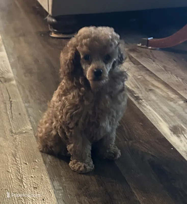 Mandy – Poodle - Toy  puppy for sale in Brownsville, KY