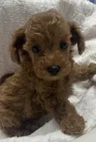 Sophie, a female Poodle - Toy  for sale in Brownsville, KY – 3 of 7
