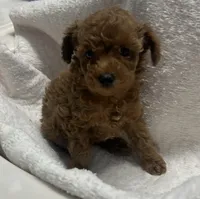 Sophie, a female Poodle - Toy  for sale in Brownsville, KY – 2 of 7