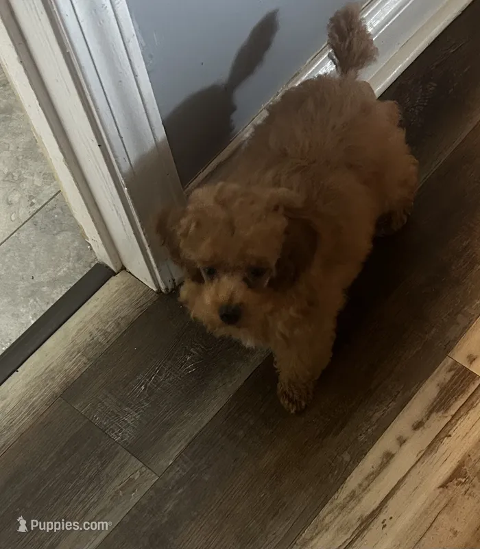 Penny – Poodle - Toy  puppy for sale in Brownsville, KY