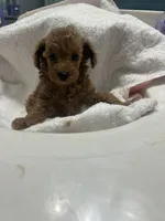 Sophie, a female Poodle - Toy  for sale in Brownsville, KY – 7 of 7