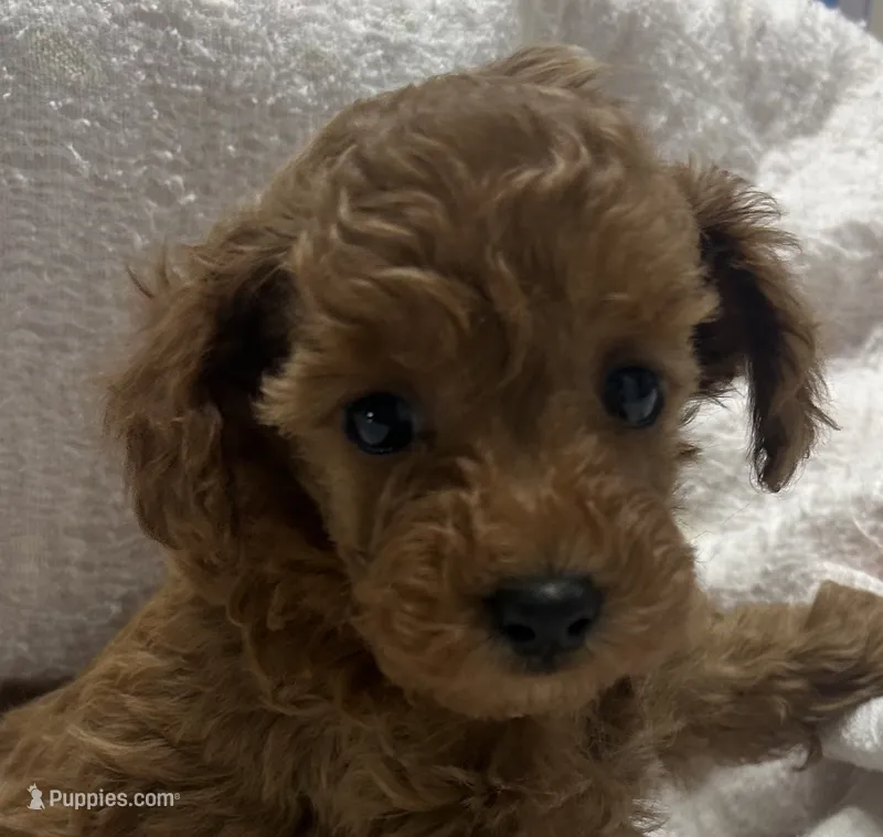 Sophie – Poodle - Toy  puppy for sale in Brownsville, KY