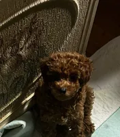Chappell, a female Poodle - Toy  for sale in Brownsville, KY – 5 of 6