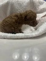 Sophie, a female Poodle - Toy  for sale in Brownsville, KY – 6 of 7