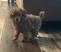 Mandy, a female Poodle - Toy  for sale in Brownsville, KY – 2 of 2