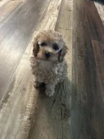 Candy, a female Poodle - Toy  for sale in Brownsville, KY – 2 of 2