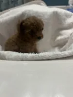 Sophie, a female Poodle - Toy  for sale in Brownsville, KY – 5 of 7