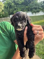 Kota, a male Australian Shepherd and Goldendoodle for sale in Greeneville, TN – 3 of 3