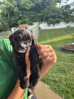 Kota, a male Australian Shepherd and Goldendoodle for sale in Greeneville, TN – 2 of 3
