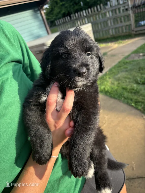 Biggie – Australian Shepherd, Goldendoodle puppy for sale in Greeneville, TN