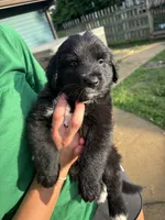 Biggie, a male Australian Shepherd and Goldendoodle for sale in Greeneville, TN – 1 of 3