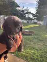 Twin 2 , a male Australian Shepherd and Goldendoodle for sale in Greeneville, TN – 2 of 3