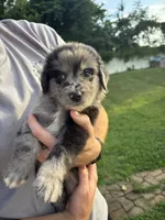 RJ, a male Australian Shepherd and Goldendoodle for sale in Greeneville, TN – 2 of 3