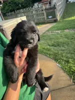 Biggie, a male Australian Shepherd and Goldendoodle for sale in Greeneville, TN – 2 of 3