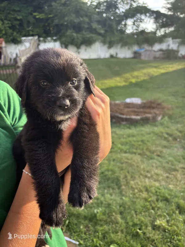 twin 1 – Australian Shepherd, Goldendoodle puppy for sale in Greeneville, TN