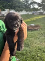 twin 1, a male Australian Shepherd and Goldendoodle for sale in Greeneville, TN – 1 of 1