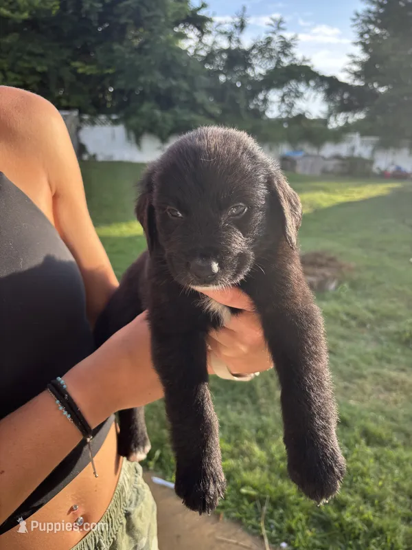 Twin 2  – Australian Shepherd, Goldendoodle puppy for sale in Greeneville, TN