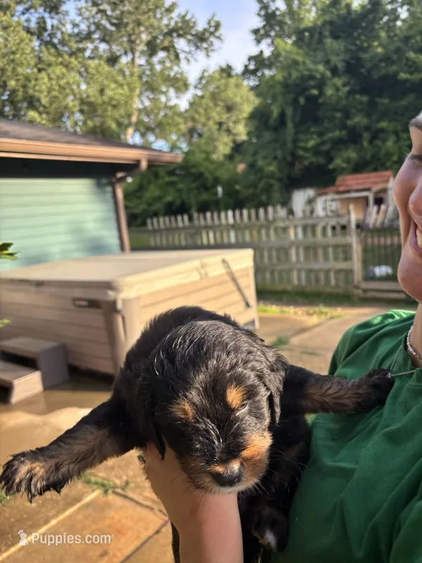 Roddy – Australian Shepherd, Goldendoodle puppy for sale in Greeneville, TN