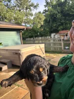 Roddy, a male Australian Shepherd and Goldendoodle for sale in Greeneville, TN – 1 of 3