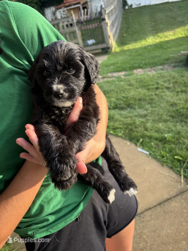 Kota – Australian Shepherd, Goldendoodle puppy for sale in Greeneville, TN