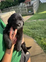 Biggie, a male Australian Shepherd and Goldendoodle for sale in Greeneville, TN – 3 of 3