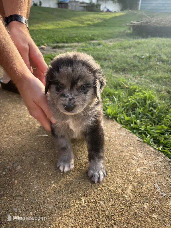 RJ – Australian Shepherd, Goldendoodle puppy for sale in Greeneville, TN