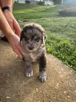 RJ, a male Australian Shepherd and Goldendoodle for sale in Greeneville, TN – 1 of 3