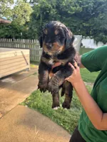 Roddy, a male Australian Shepherd and Goldendoodle for sale in Greeneville, TN – 3 of 3