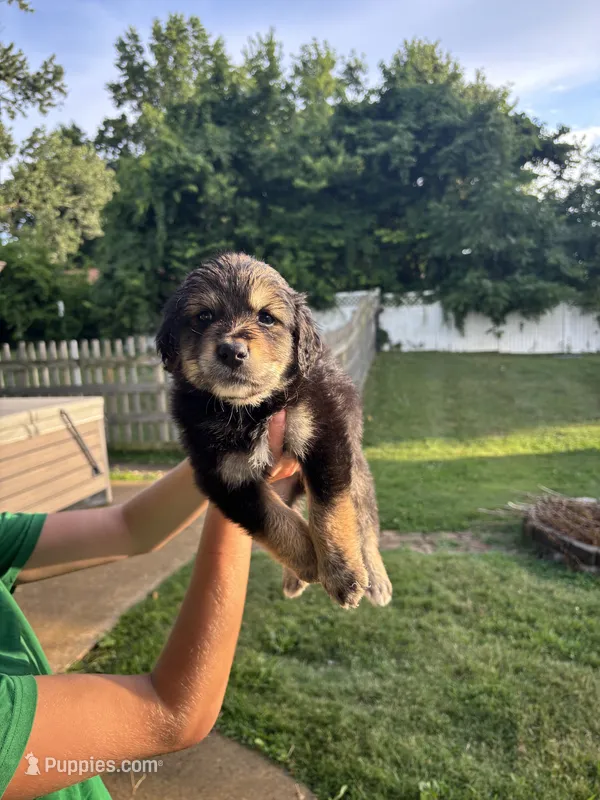 pappaw – Australian Shepherd, Goldendoodle puppy for sale in Greeneville, TN