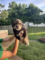 pappaw, a male Australian Shepherd and Goldendoodle for sale in Greeneville, TN – 1 of 2